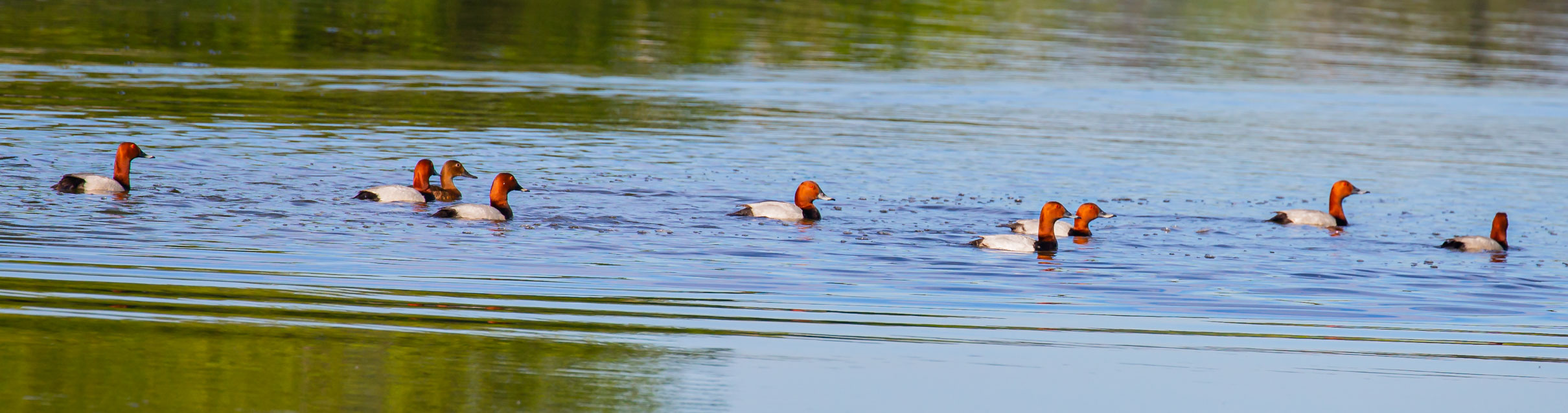 Enten im Badweiher